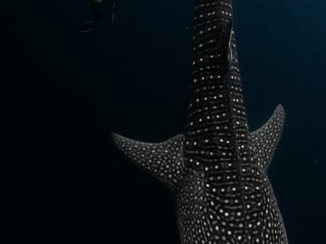 Whale Shark Snorkeling Day Trip from Zanzibar to Mafia Island