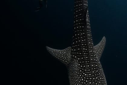 Whale Shark Adventure Day Trip from Zanzibar to Mafia Island