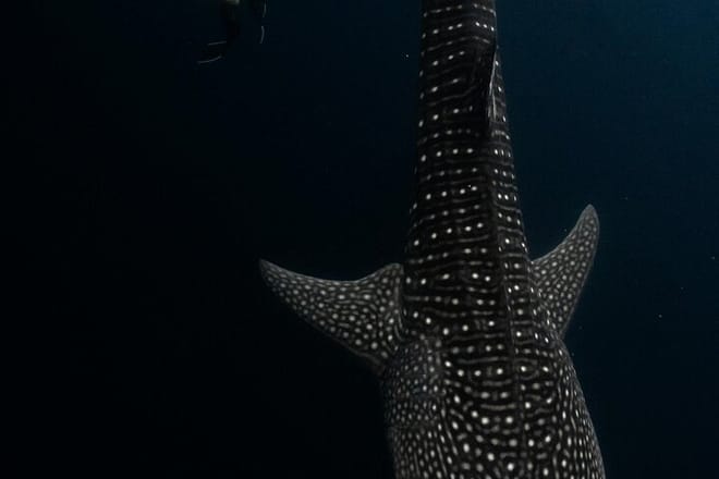 Whale Shark Adventure Day Trip from Zanzibar to Mafia Island photo 3