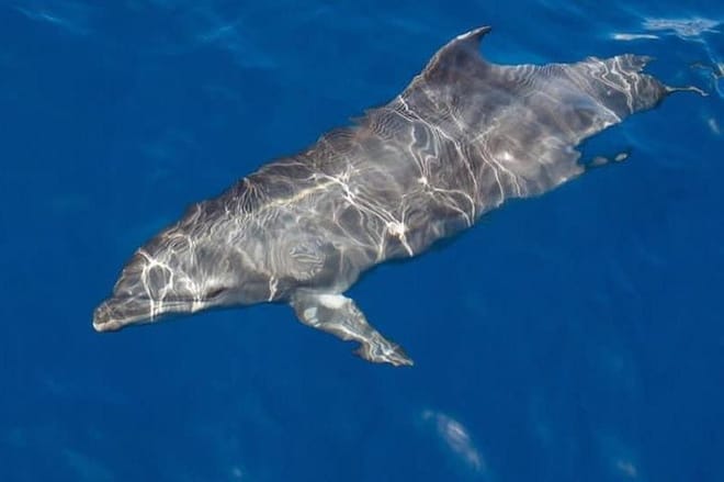 Whale and Dolphin Watching Yacht Trip in Puerto Colón 4
