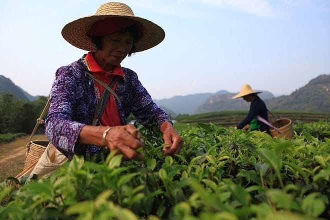 PRI Day Tour to Jiqingli Tea Plantation, Xianqiao Underground River fr Guangzhou 9