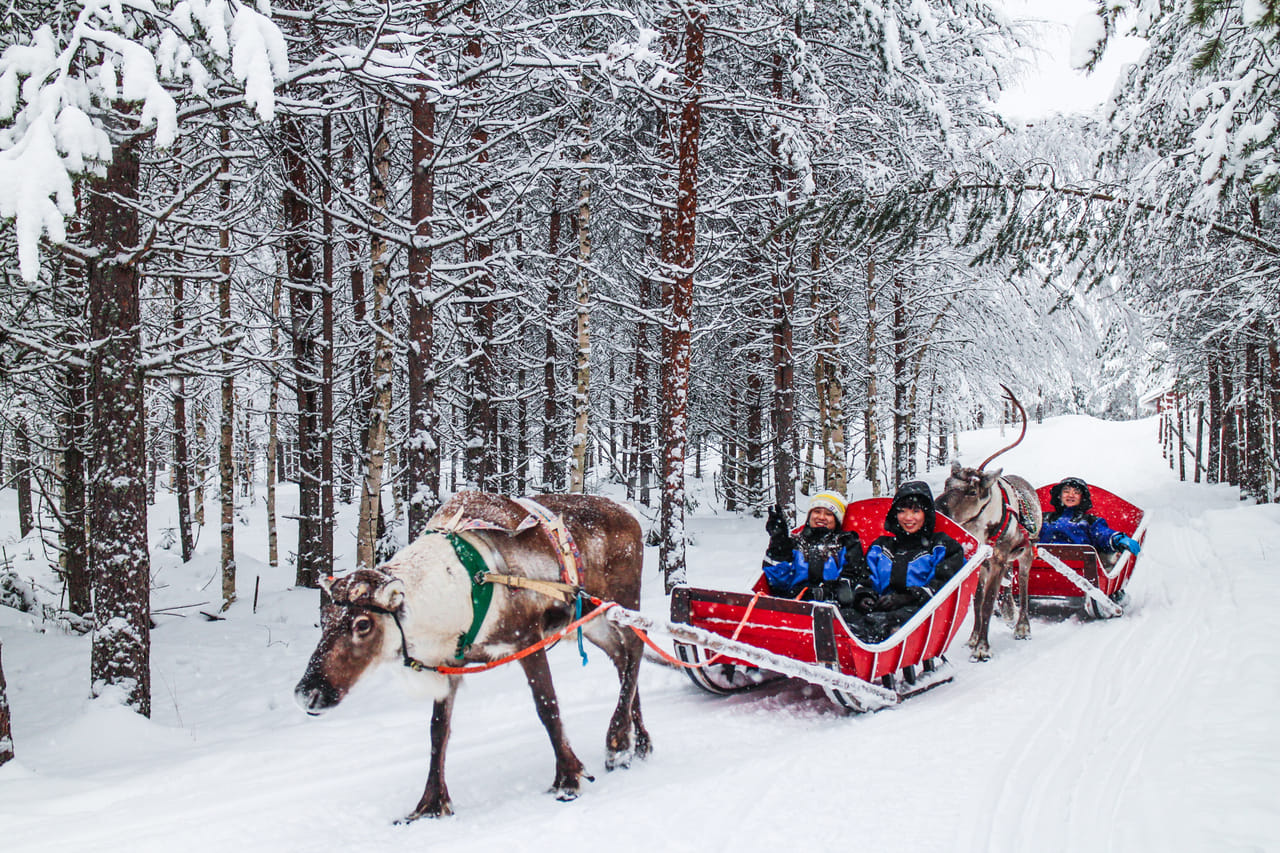Arctic Combo, Huskies & Reindeer - Rovaniemi 3