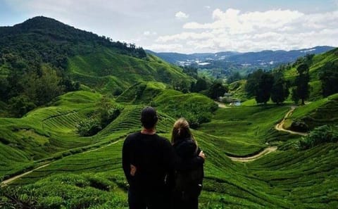 Cameron Highlands Mossy Forest Day Tour from Ipoh with Lunch