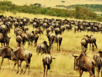 6 Day Serengeti Migration special Fly – in, Fly – out safari
