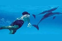 Mnemba Island Dolphins Watching and Snorkeling 7