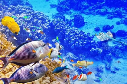 Swim with Dolphins & Snorkeling in Hurghada – Boat Trip & Lunch