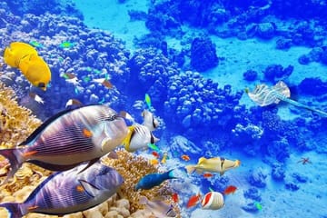 Swim with Dolphins and Snorkel in Hurghada's Red Sea