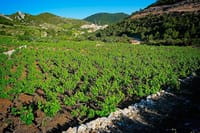 Half Day Tour - Deep and Dark Red Wine of Pelješac 4