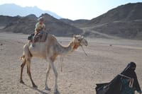 Safari Jeep Full Day, Dinner, Show, &amp; Camel Ride - Marsa Alam