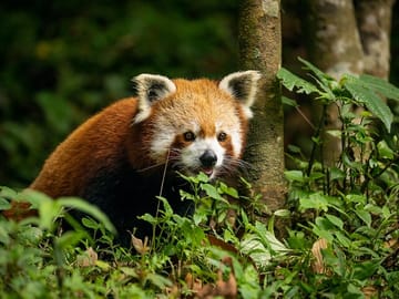 Darjeeling Tea Estates and Gangtok Monastery Tour
