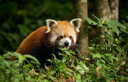 Darjeeling Tea Estates and Gangtok Monastery Tour