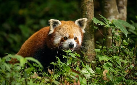 Darjeeling Tea Estates and Gangtok Monastery Tour