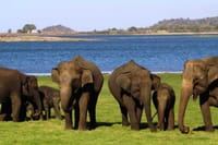 Minneriya National Park Safari from Anuradhapura 3
