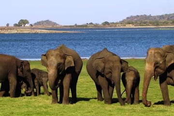 Minneriya National Park Safari from Anuradhapura