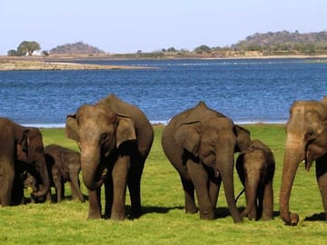 Minneriya National Park Safari Tour from Anuradhapura