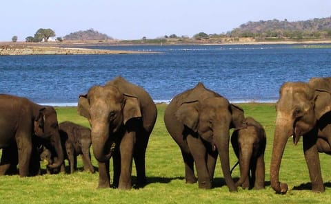 Minneriya National Park Safari Tour from Anuradhapura
