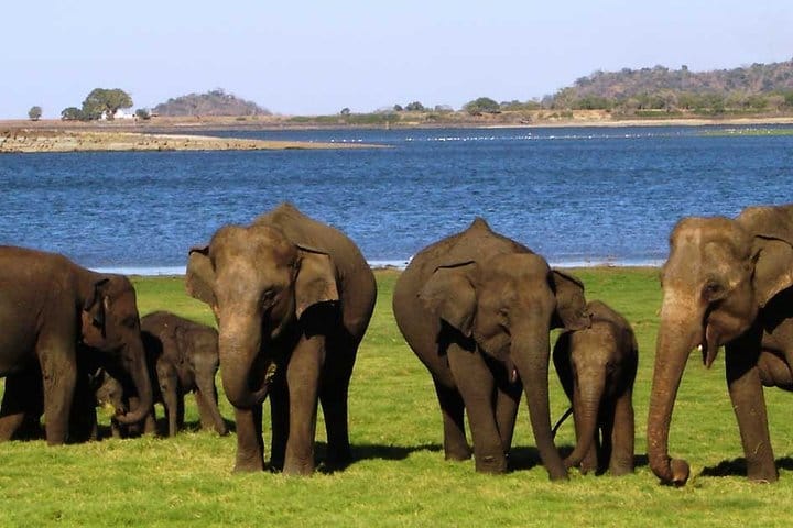 Minneriya National Park Safari from Anuradhapura 3