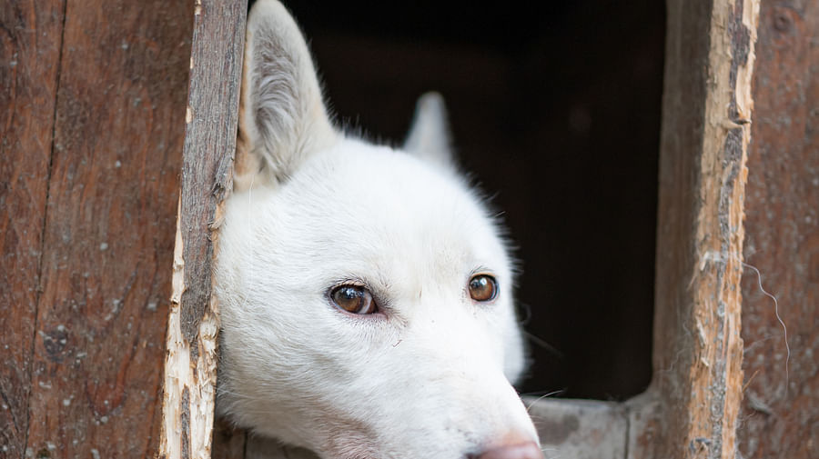 Autumn Husky ride, Husky safari, Pure Lapland, Siberian Husky, Rovaniemi Lapland