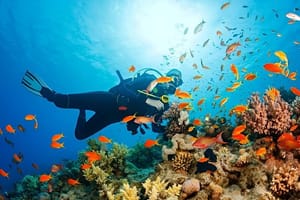 Hurghada Diving and Snorkelling Day Trip By VIP Boat