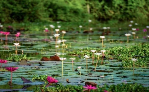 Explore Sri Lanka's Nature and Adventure in 8 Days