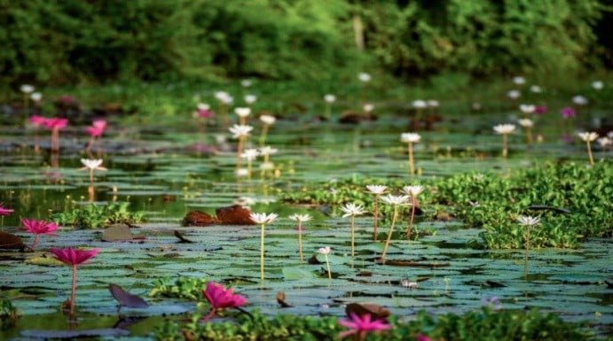 Discover of the Nature in Sri Lanka (07 nights & 08 days) 3