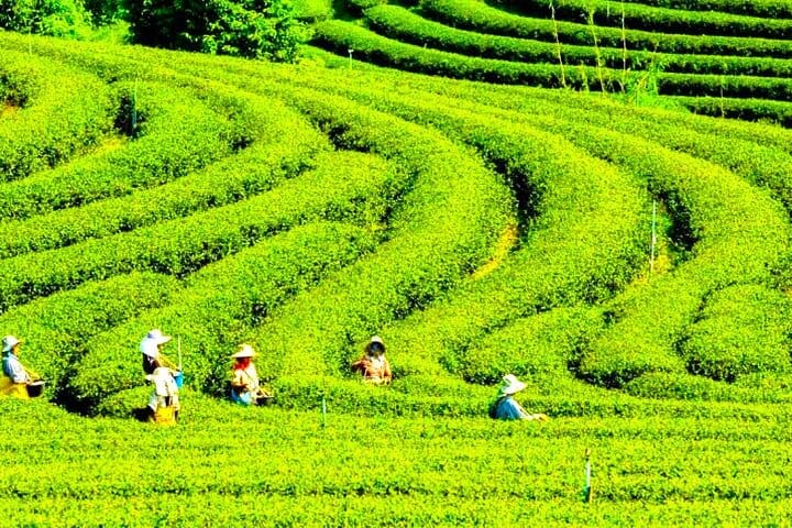 Lankaran_tea plantation_Lenkeran_cay_plantasiyasi