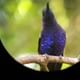 Violet Sabrewing male Monteverde Cloud Forest tour
