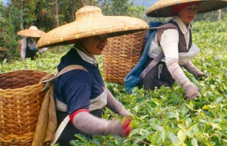 Bogor Puncak “Tea Plant & Paragliding” Interactive Private Driver