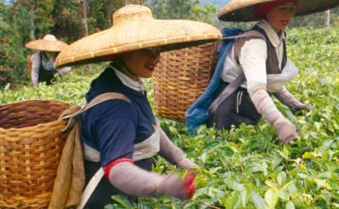Bogor Puncak Tea Plantation Tour with Paragliding Experience