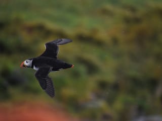 Reykjavík Classic Puffin Watching, photo 13