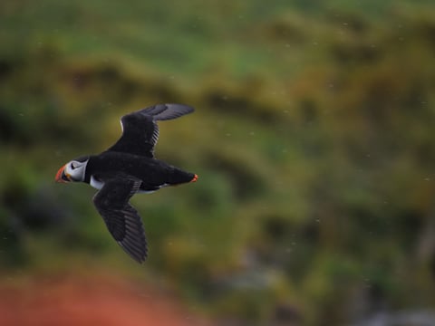 Reykjavík Classic Puffin Watching, photo 13