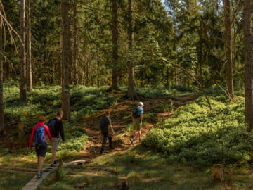 Private Wildlife Hike in Oslo's Lush Forests