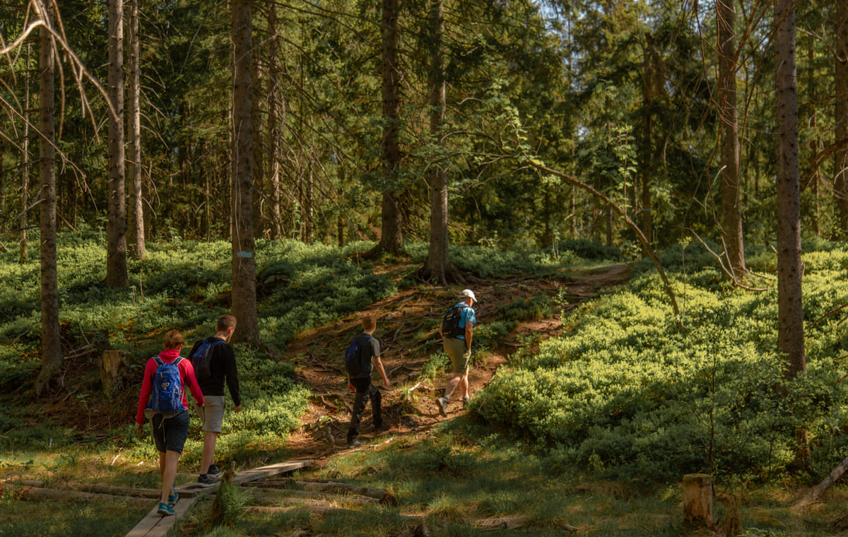 Private Wildlife forest hike