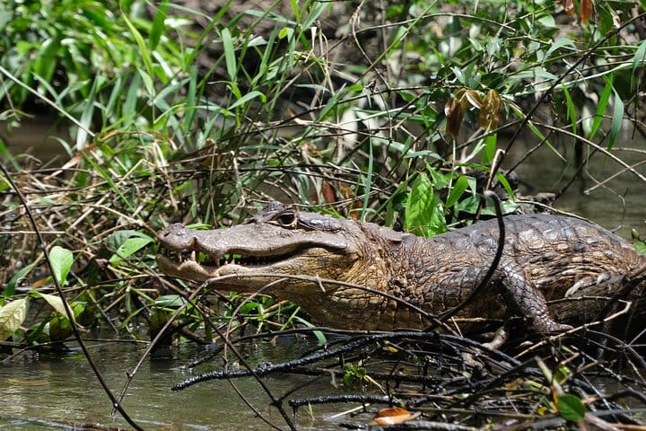 Tortuguero National Park Canal Tour with Canoe