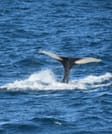 A humpback whale lifts its fluke above the ocean before a deep dive during a whale watching tour in Faxaflói Bay near Reykjavík, Iceland.