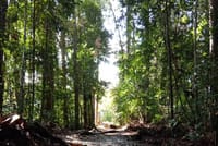 Taman Negara National Park Day Tour (Join In Tour) 3