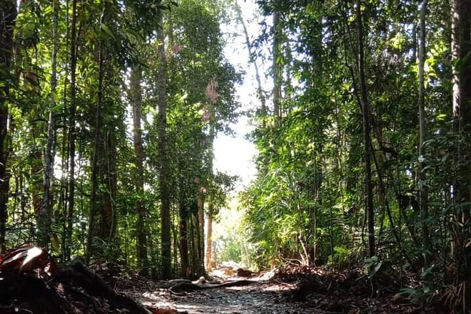 Taman Negara National Park Trekking Day Tour (SIC - Join In Tour) 3