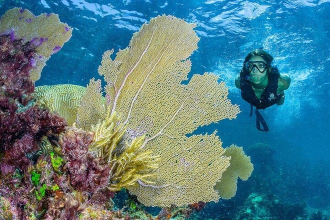 Half Day Guided Snorkeling Adventure in Puerto Morelos 7
