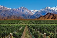 Vineyards
