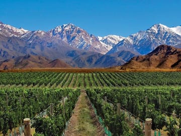 Vineyards