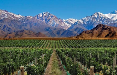Private Wine Tasting and Vineyards Tour from Mendoza