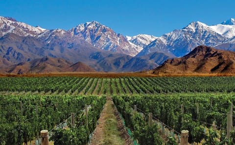 Private Wine Tasting Tour in Luján de Cuyo, Mendoza