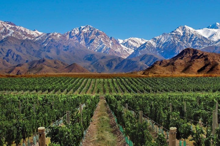 Vineyards