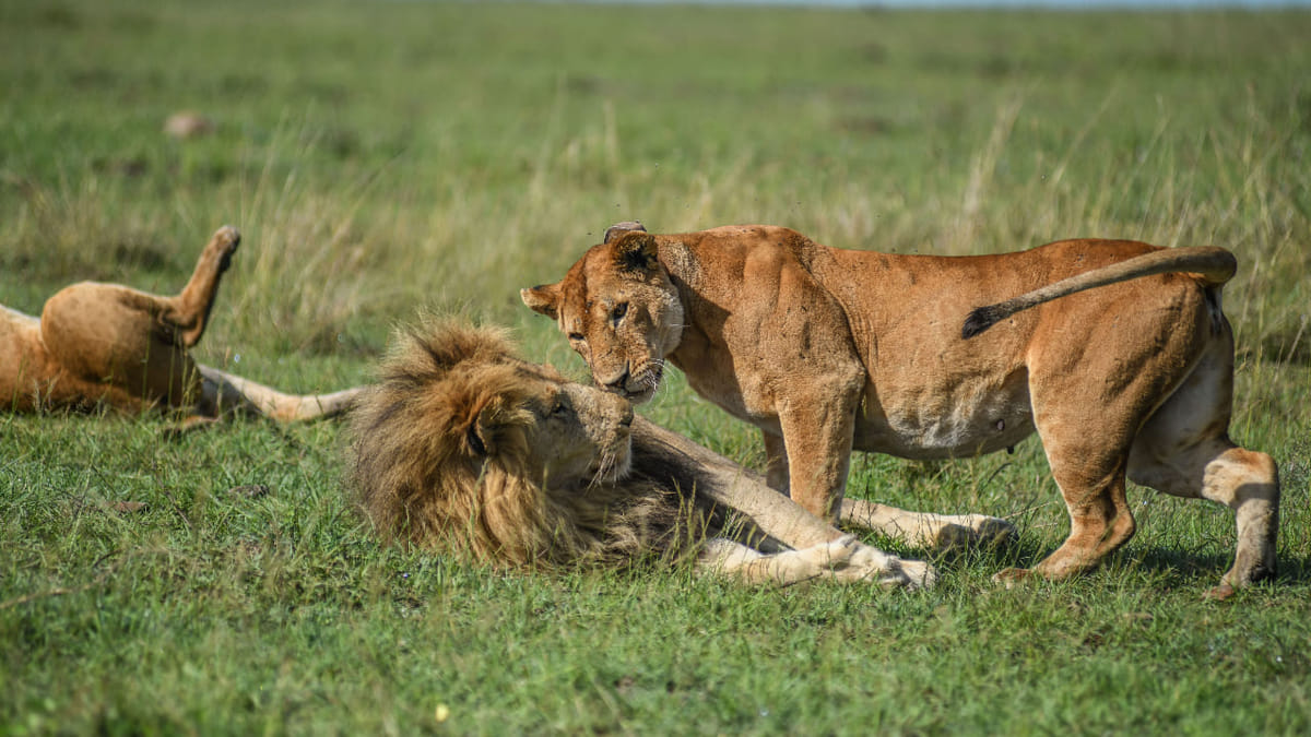 5 Days Maasai Mara,Lake Nakuru And Lake Naivasha