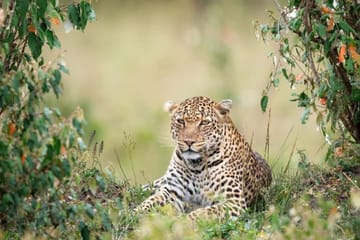 Nairobi Sunrise Safari and City Tour with Wildlife Encounters