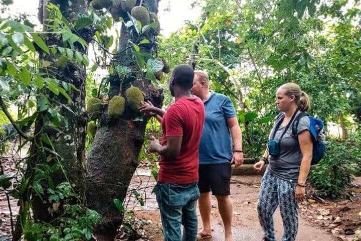 Zanzibar Mnemba Island Dolphins, Jozani Forest and Sea Turtles