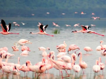 2 Days, 1 Night - Lake Manyara and Ngorongoro Crater Safari