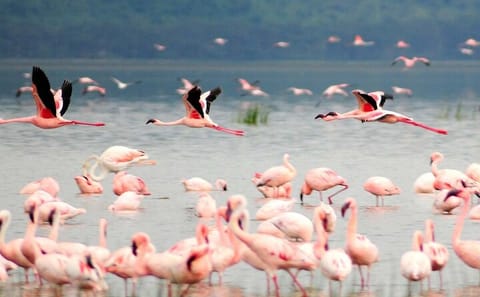 2 Day 1 Night Lake Manyara and Ngorongoro Crater Safari