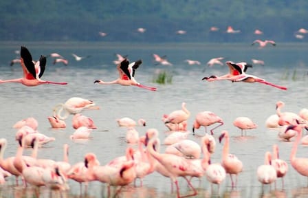 2 Day 1 Night Lake Manyara and Ngorongoro Crater Safari