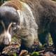 Wait-nose coati Hanging bridges tour with Johnnylovesnature